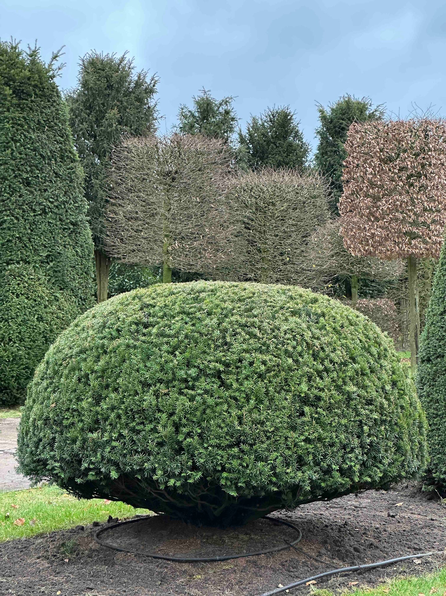 TB TOPIARY #377