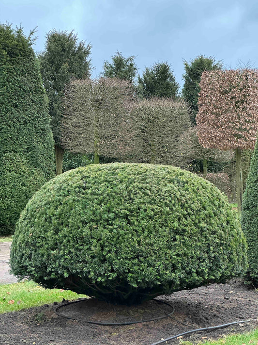 TB TOPIARY #377