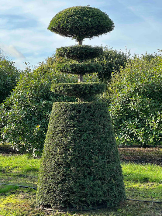 TB TOPIARY #278