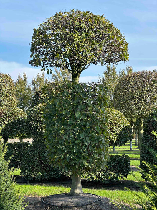 CB TOPIARY #156