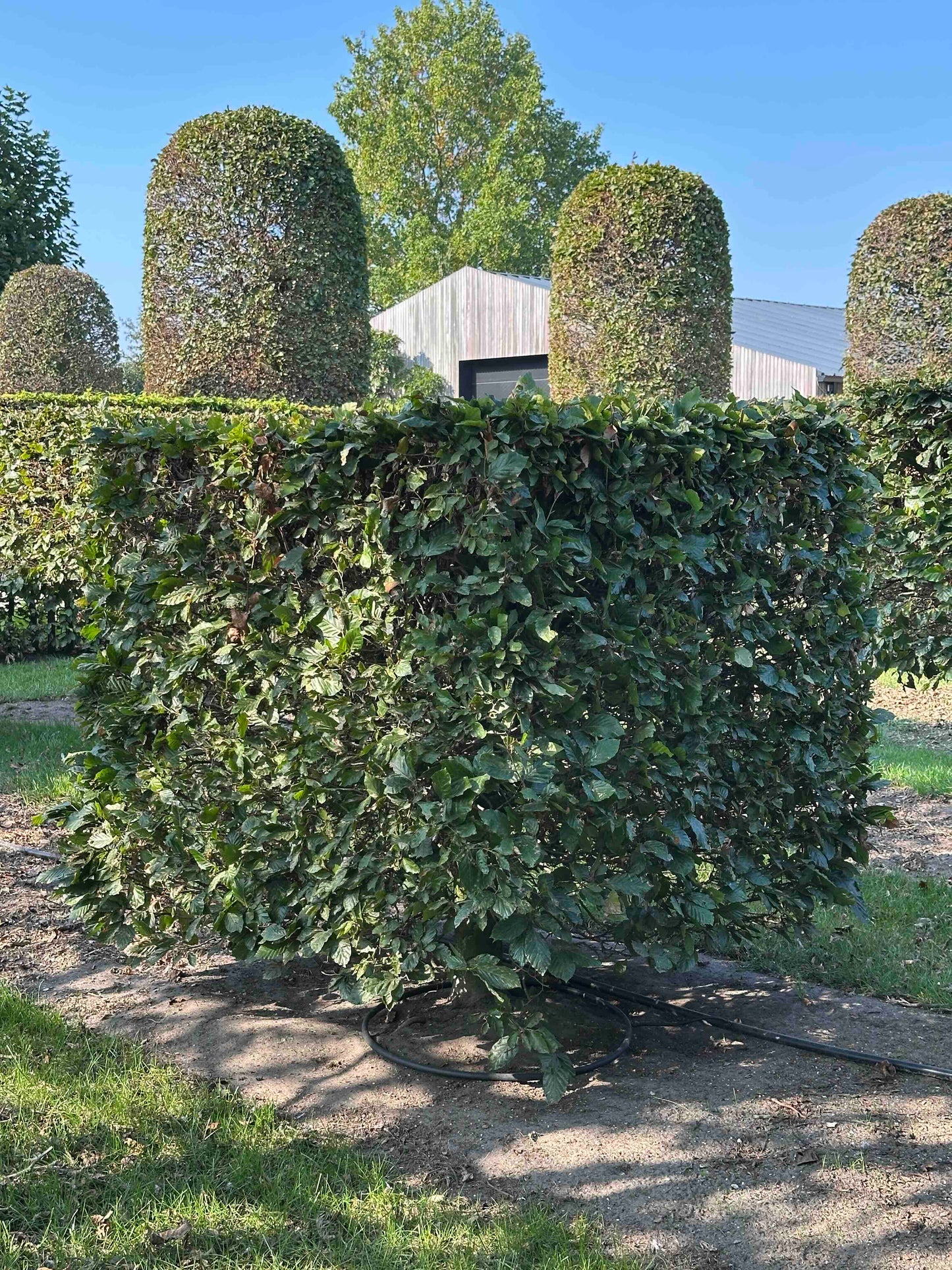 FS TOPIARY #002