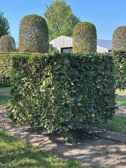 FS TOPIARY #002