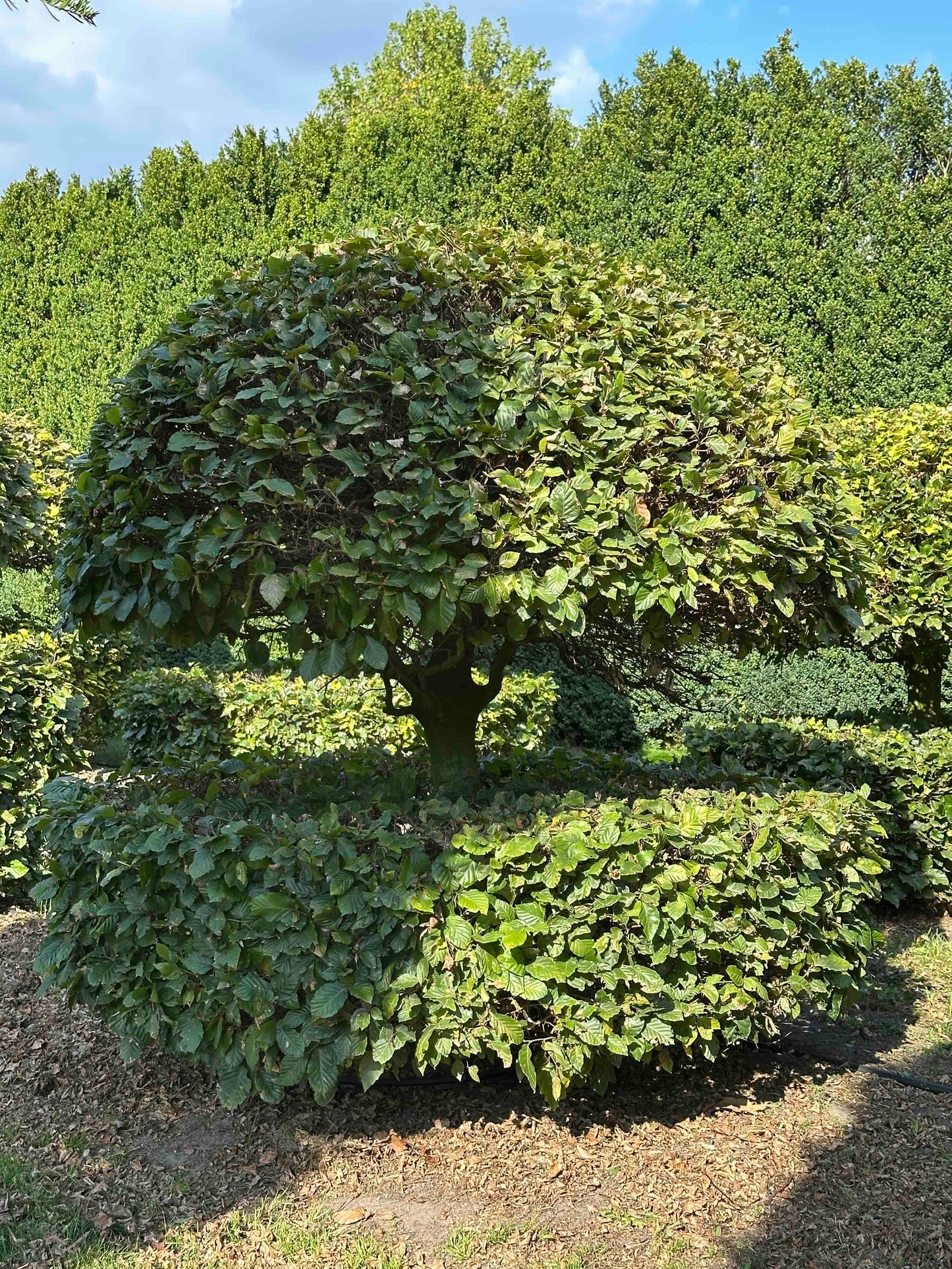 FS TOPIARY #067