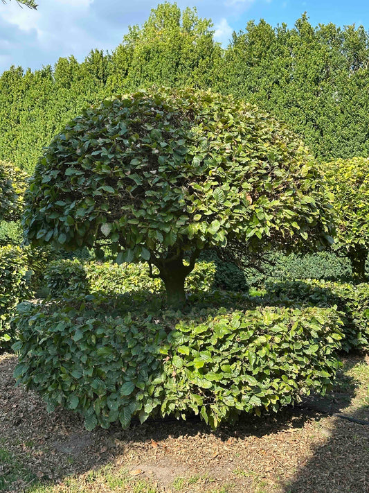 FS TOPIARY #067