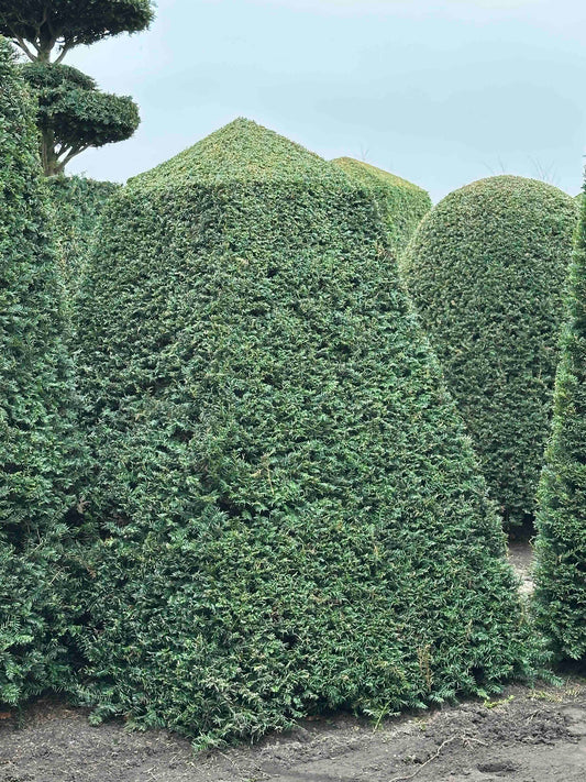 TB TOPIARY #109