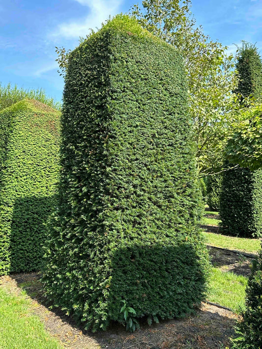 TB TOPIARY #052