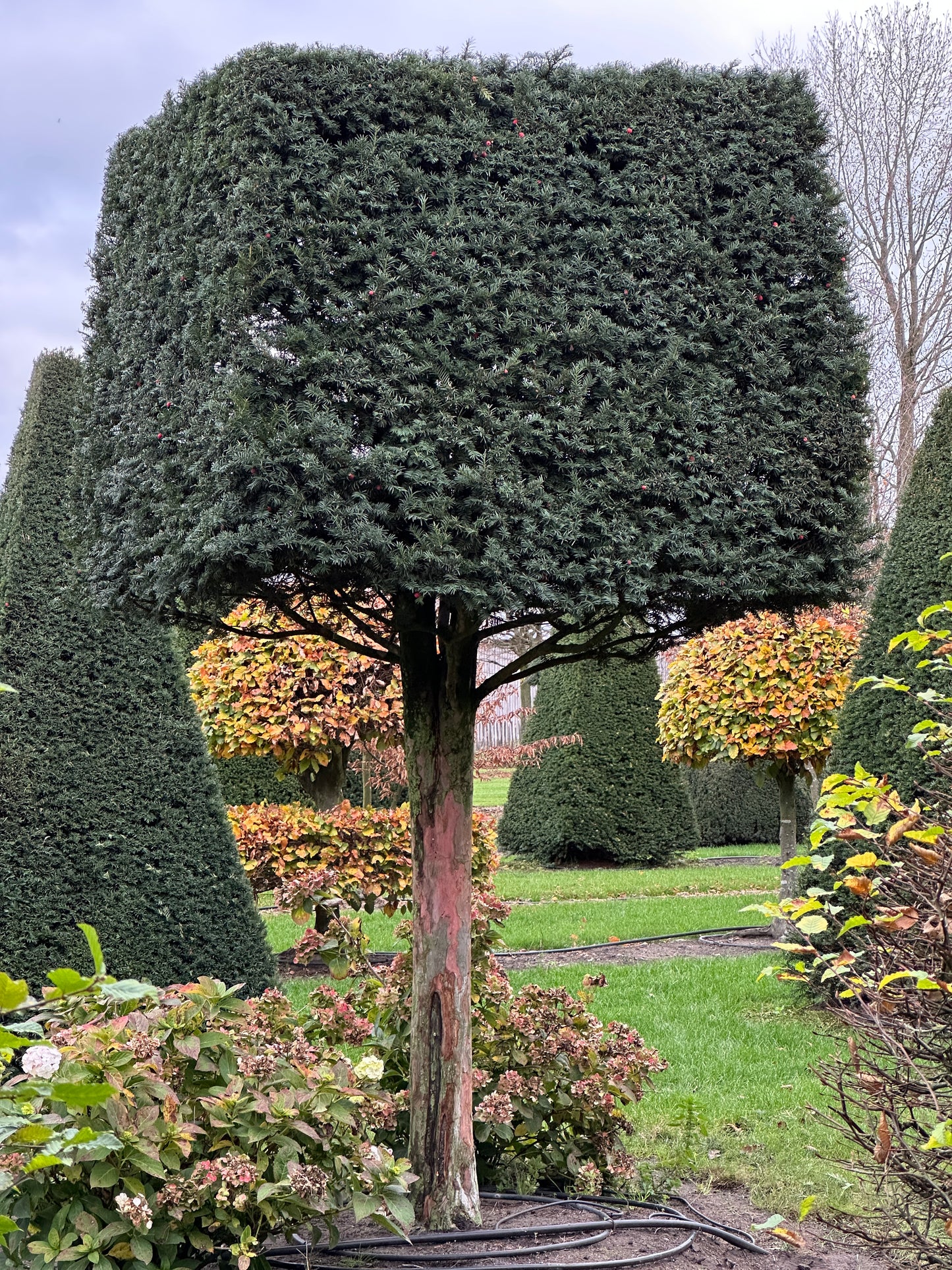 TB TOPIARY #644