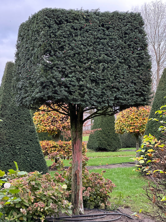 TB TOPIARY #644