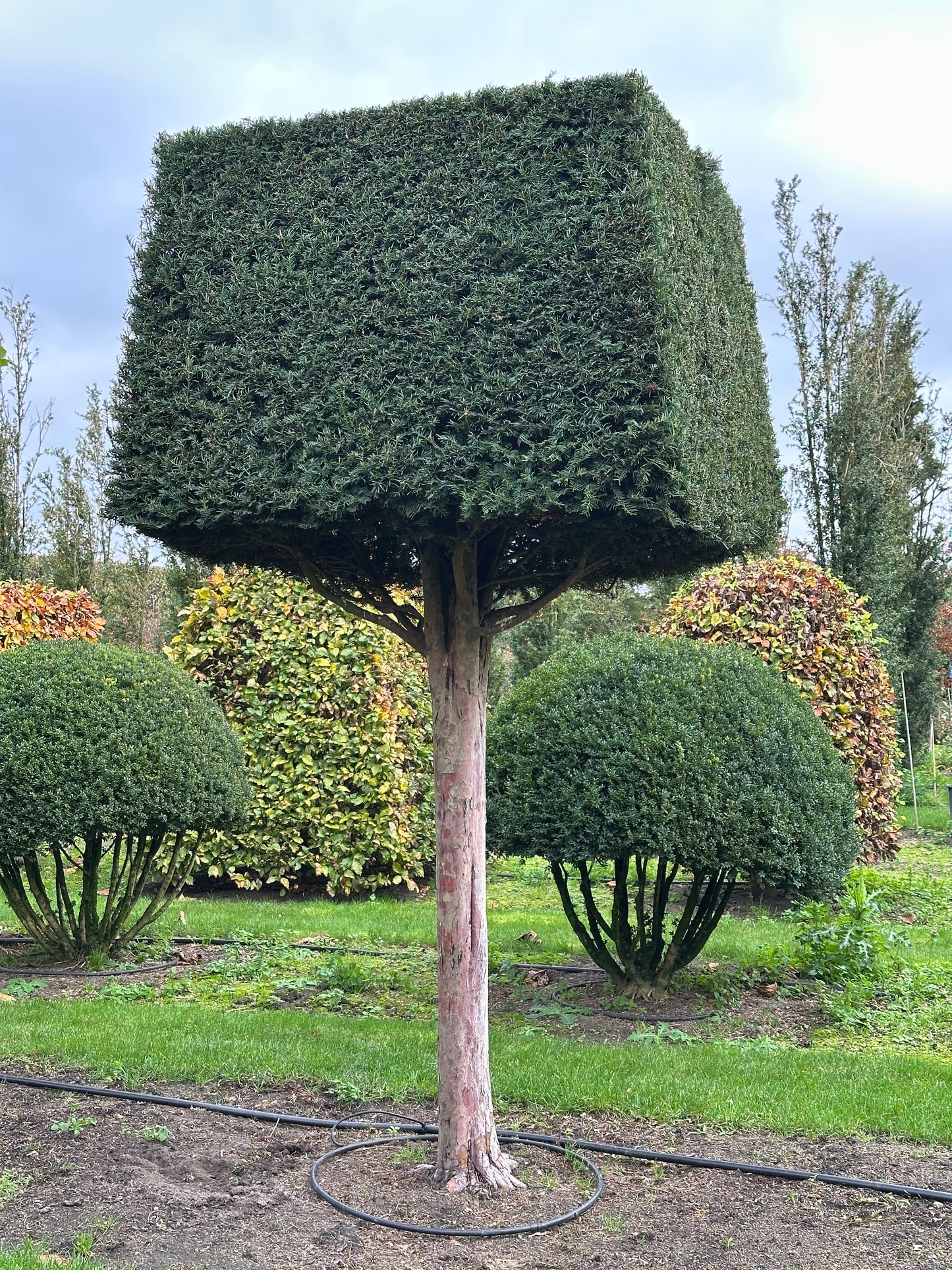 TB TOPIARY #543