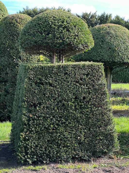 TB TOPIARY #287