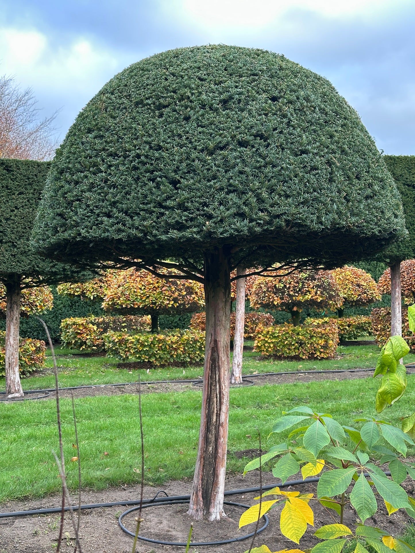 TB TOPIARY #582
