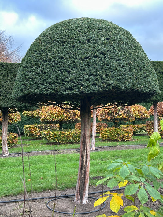 TB TOPIARY #582