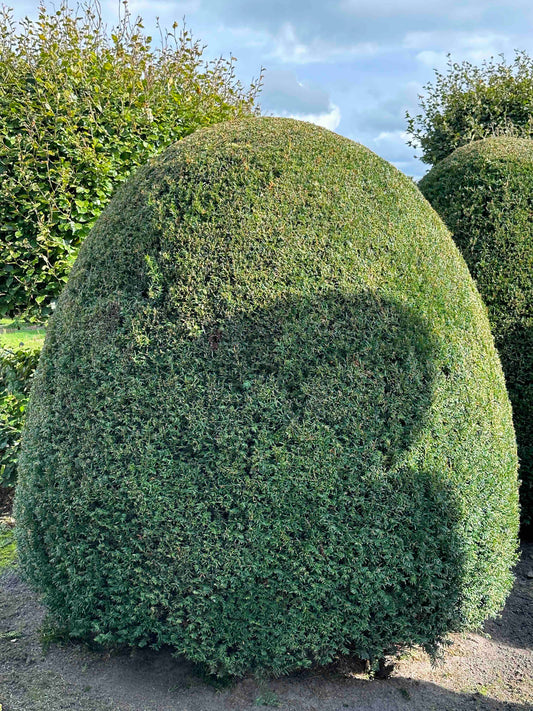 TB TOPIARY #346