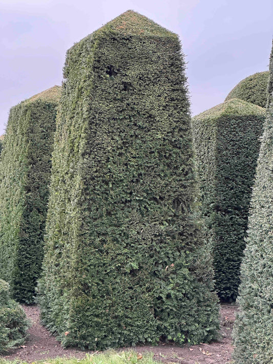 TB TOPIARY #187