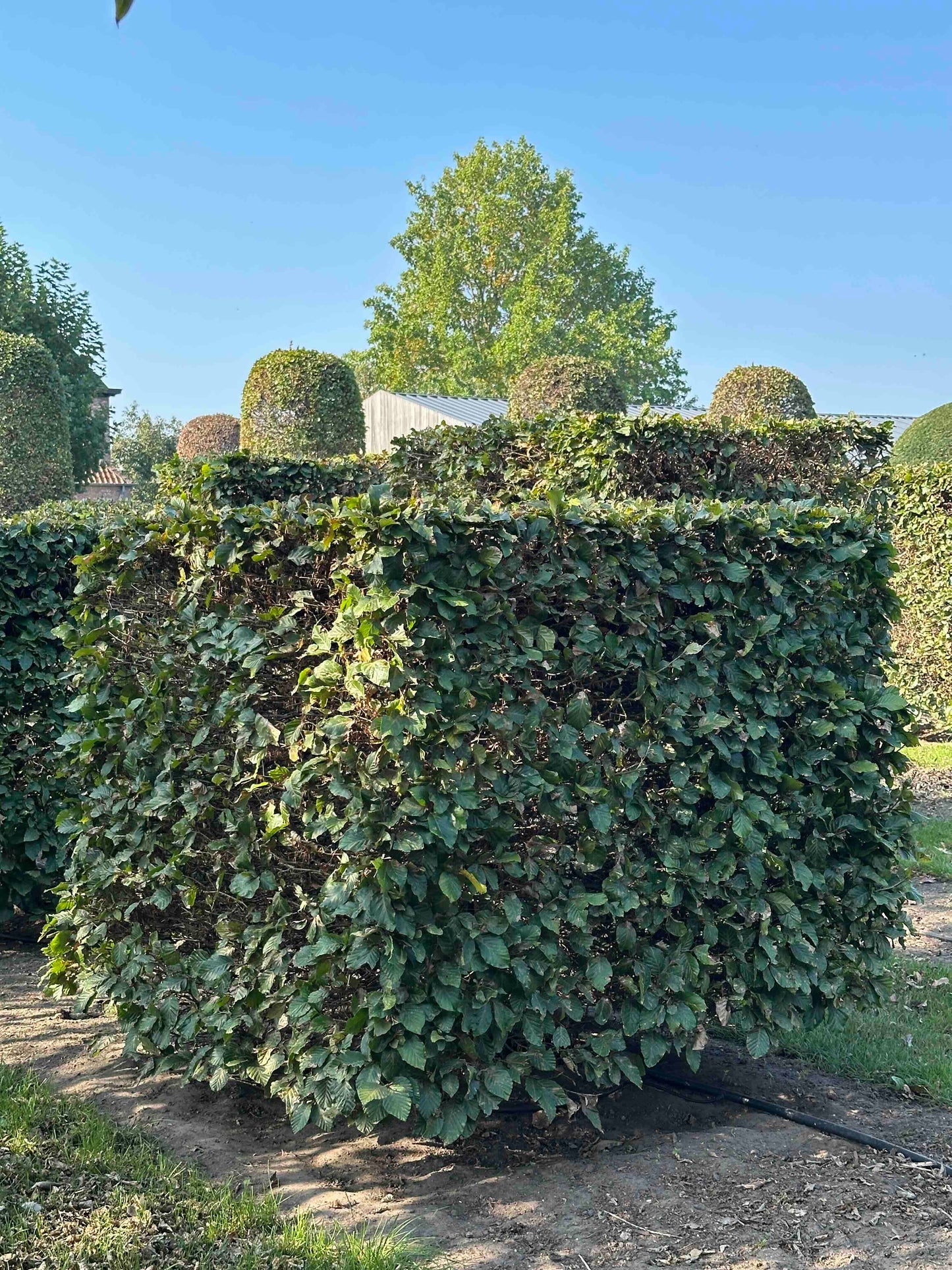 FS TOPIARY #006