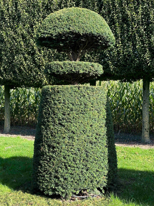 TB TOPIARY #026