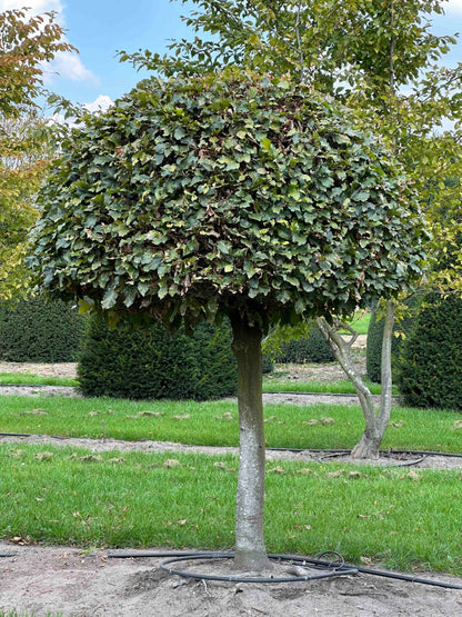 FS TOPIARY #246