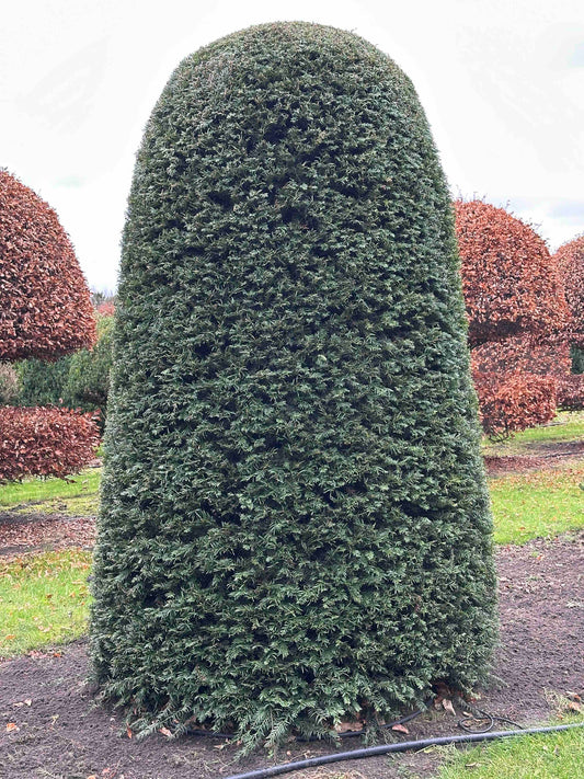 TB TOPIARY #362