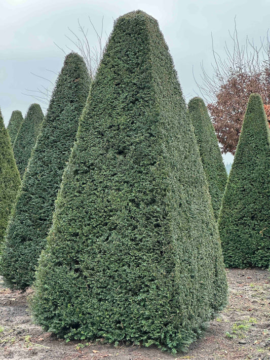 TB TOPIARY #231