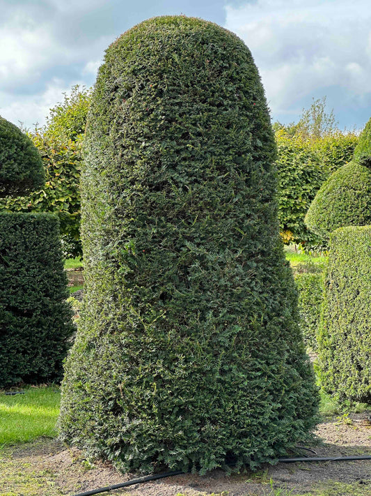 TB TOPIARY #325