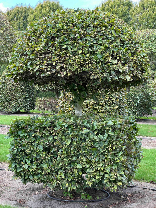 FS TOPIARY #083