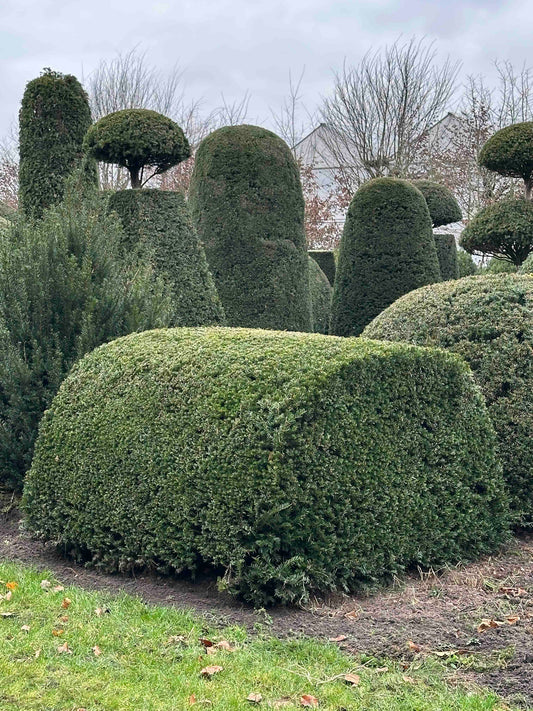 TB TOPIARY #471
