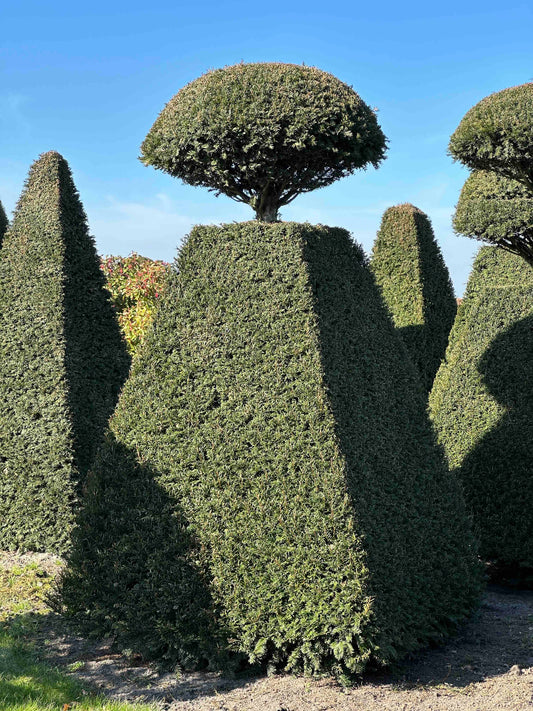TB TOPIARY #224