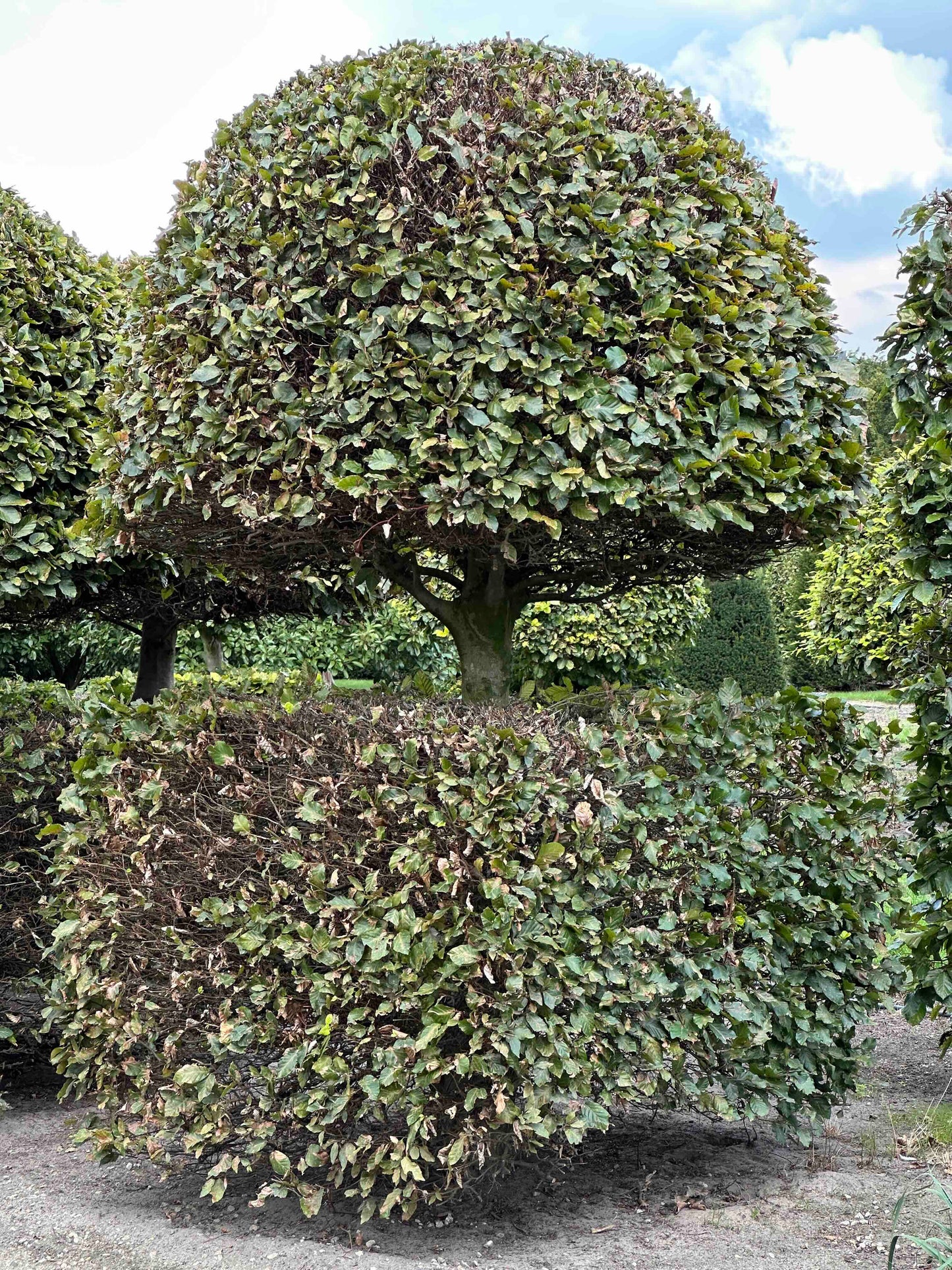 FS TOPIARY #134