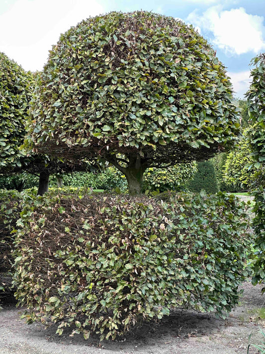 FS TOPIARY #134