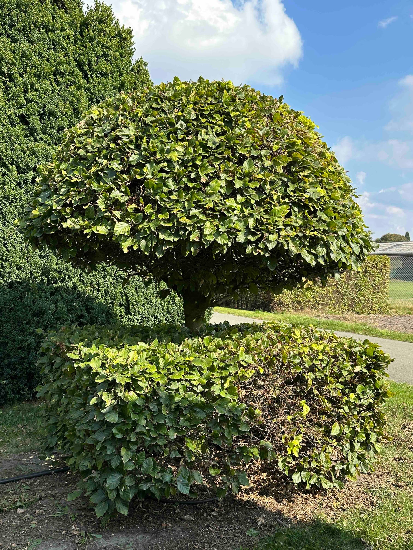 FS TOPIARY #059