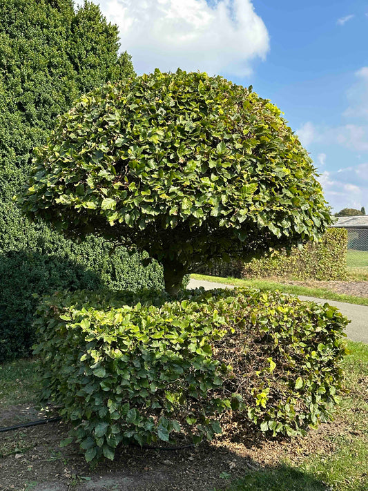 FS TOPIARY #059