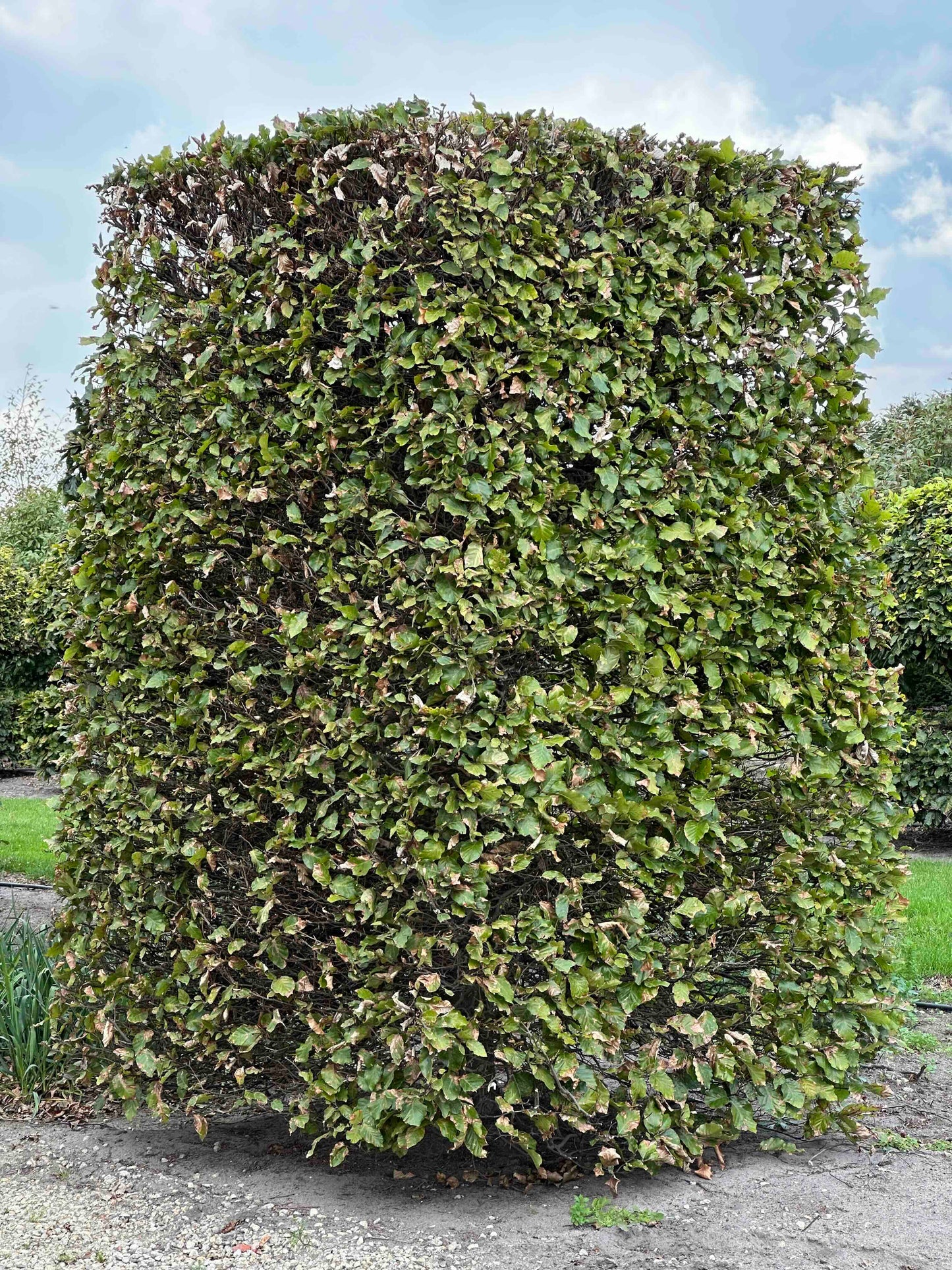 FS TOPIARY #133