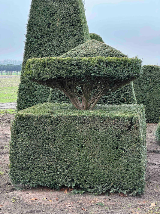 TB TOPIARY #425