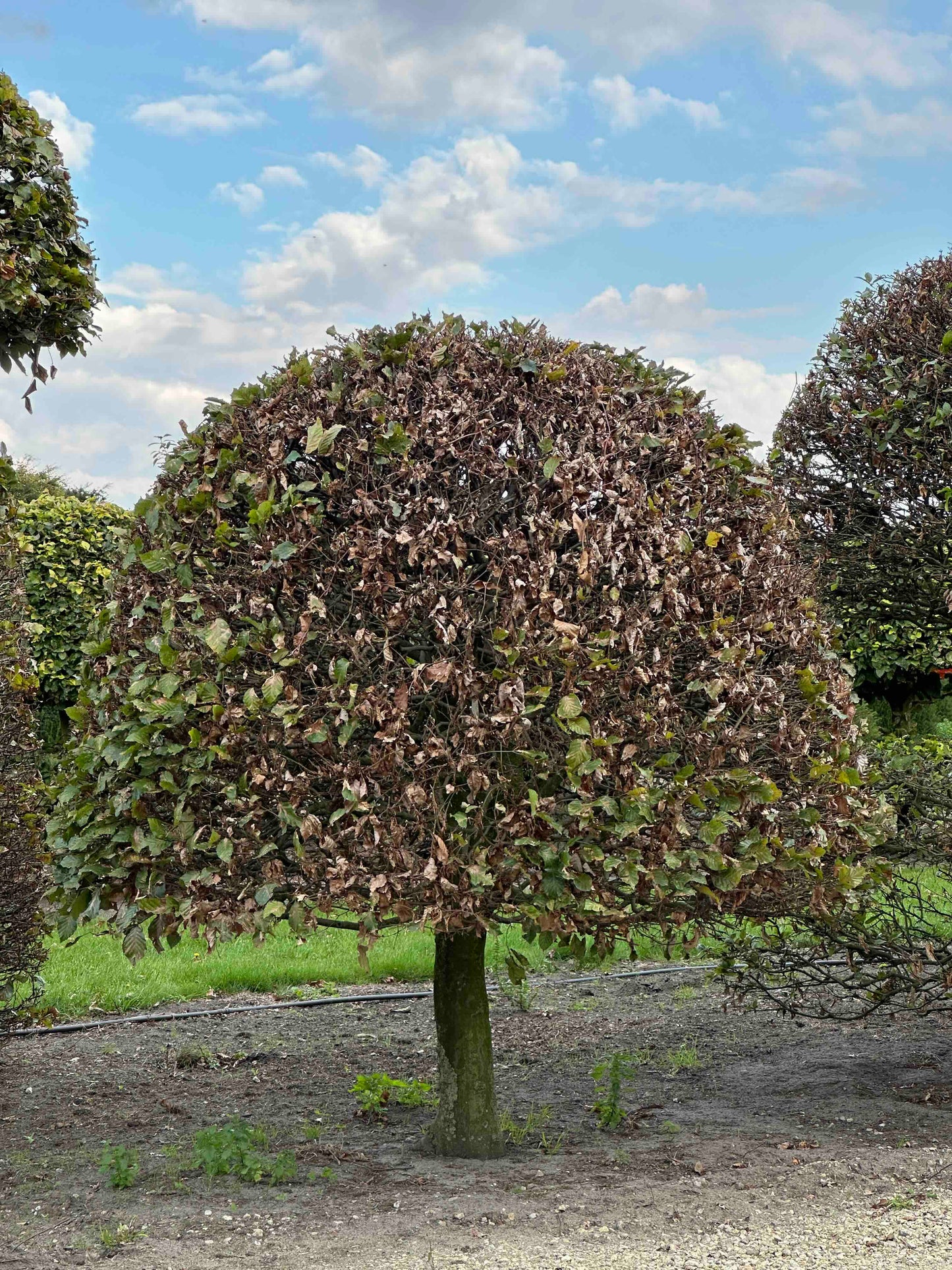 FS TOPIARY #138