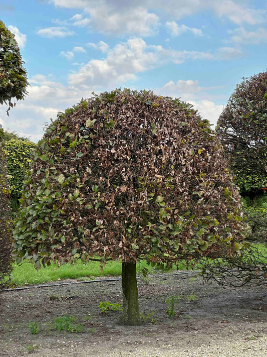 FS TOPIARY #138