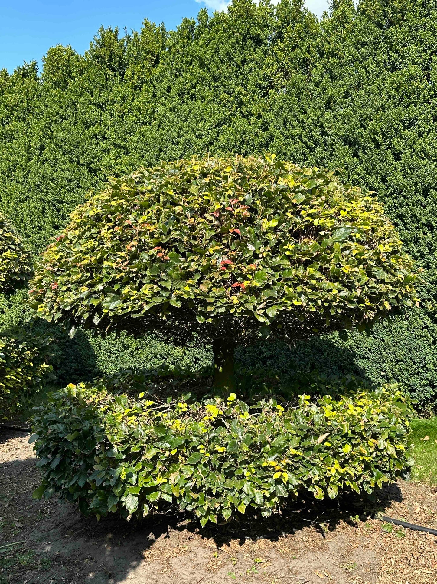 FS TOPIARY #051