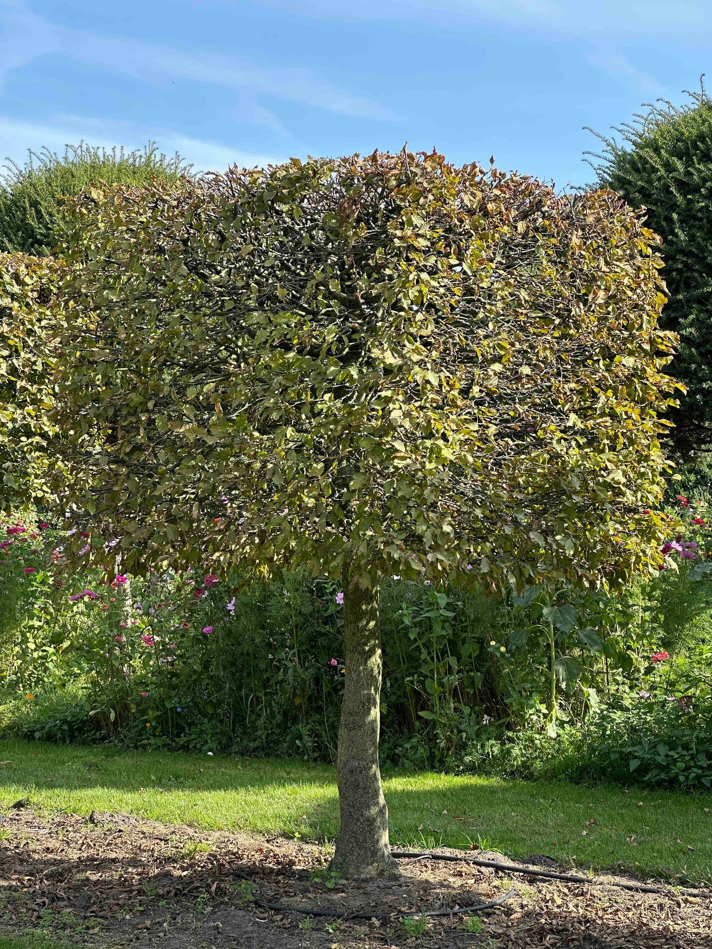 CB TOPIARY #100