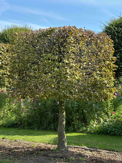 CB TOPIARY #100