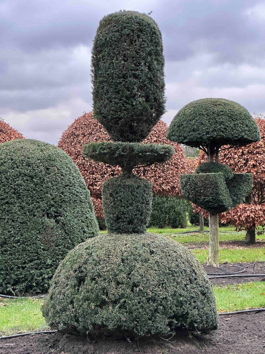 TB TOPIARY #386