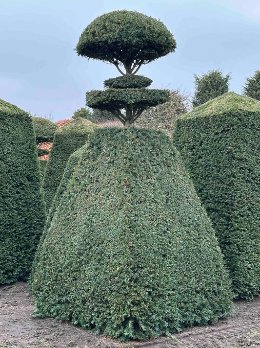TB TOPIARY #108