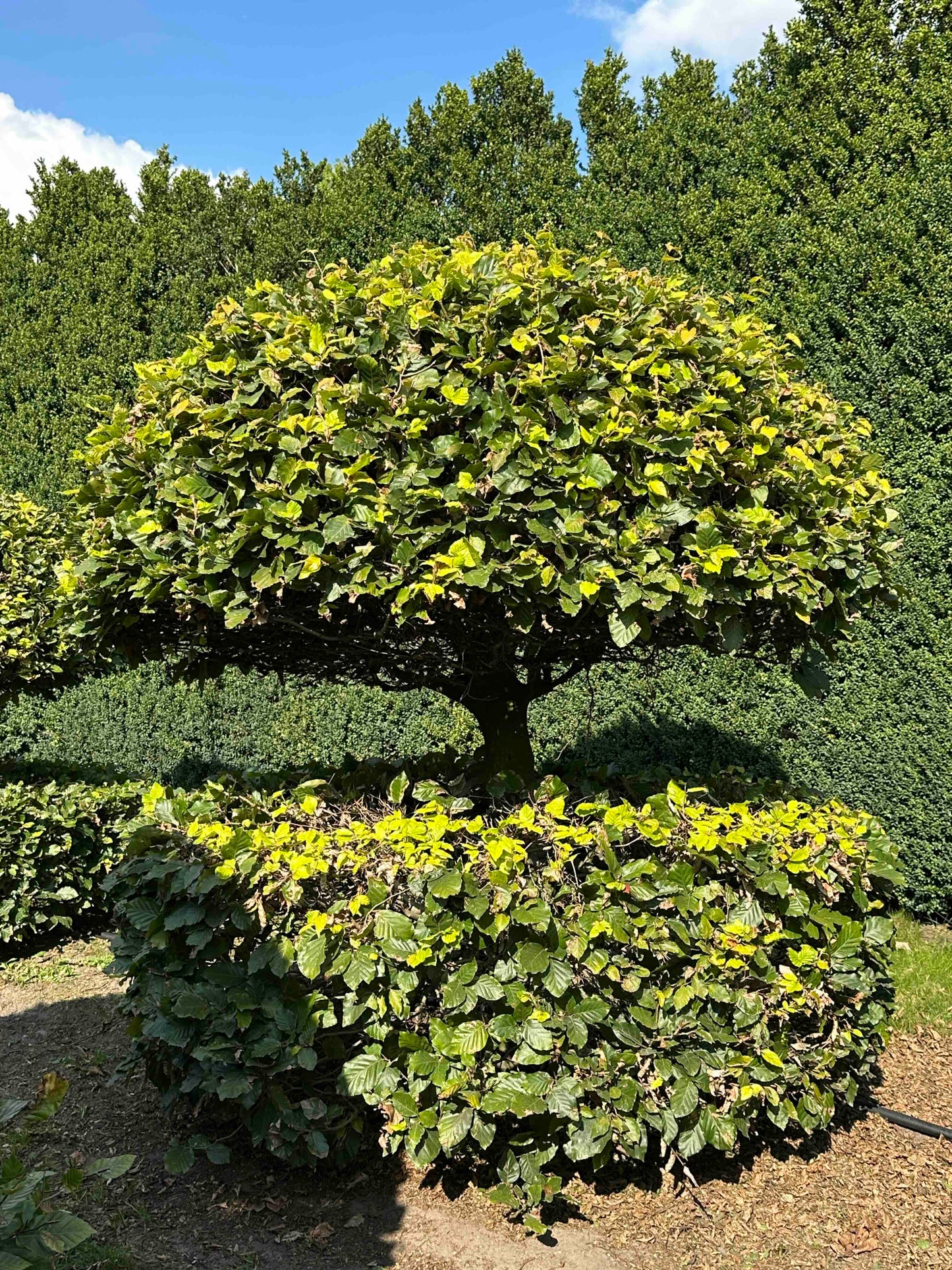 FS TOPIARY #053
