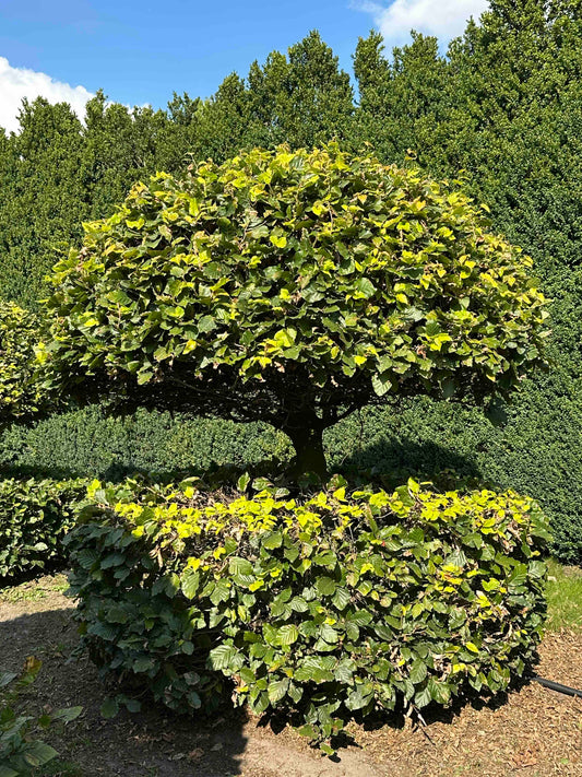 FS TOPIARY #053