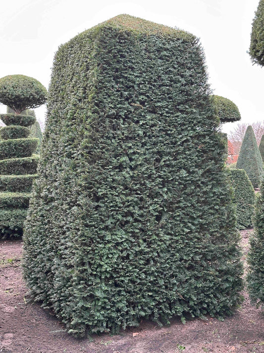 TB TOPIARY #184