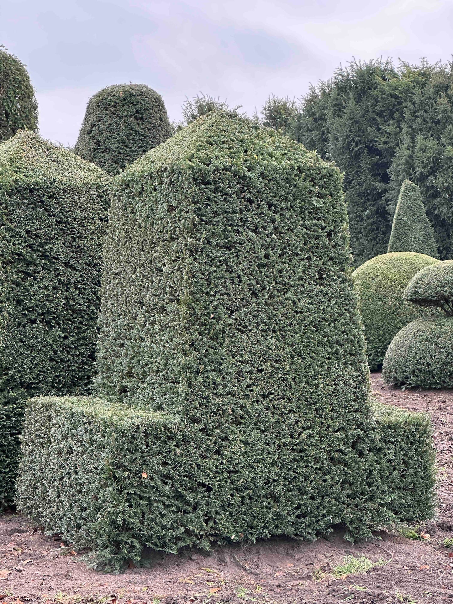 TB TOPIARY #417