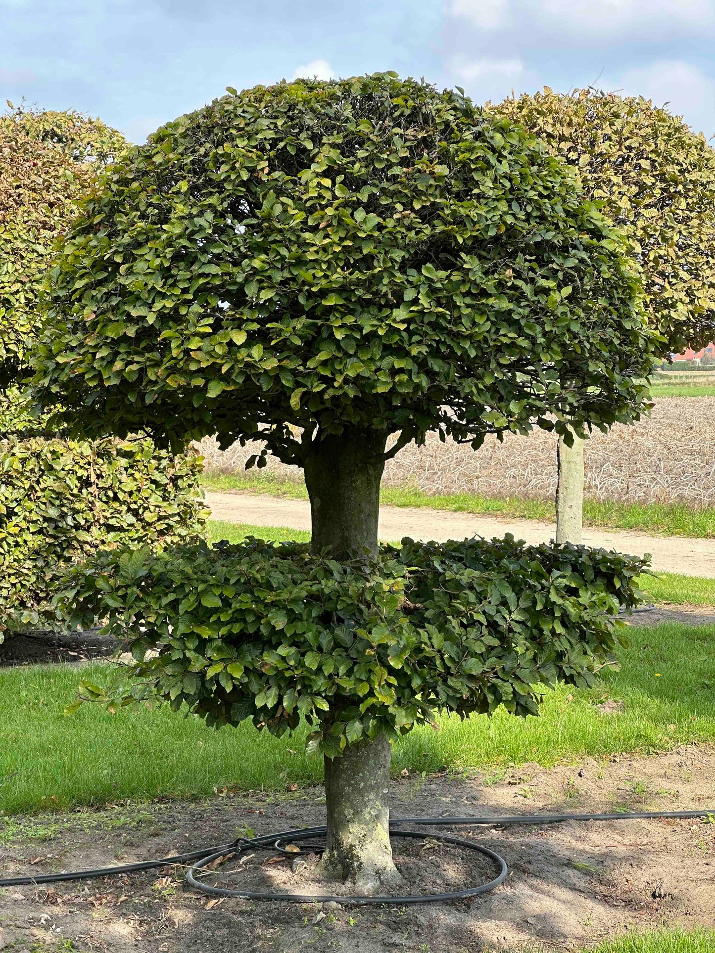 FS TOPIARY #079