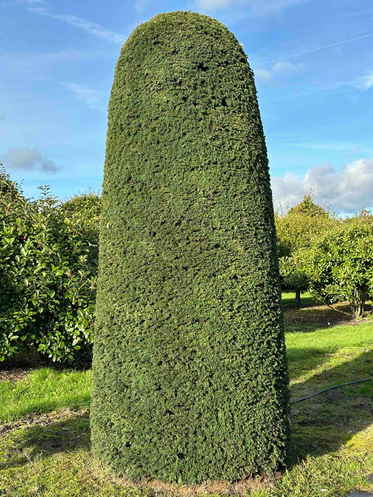 TB TOPIARY #277