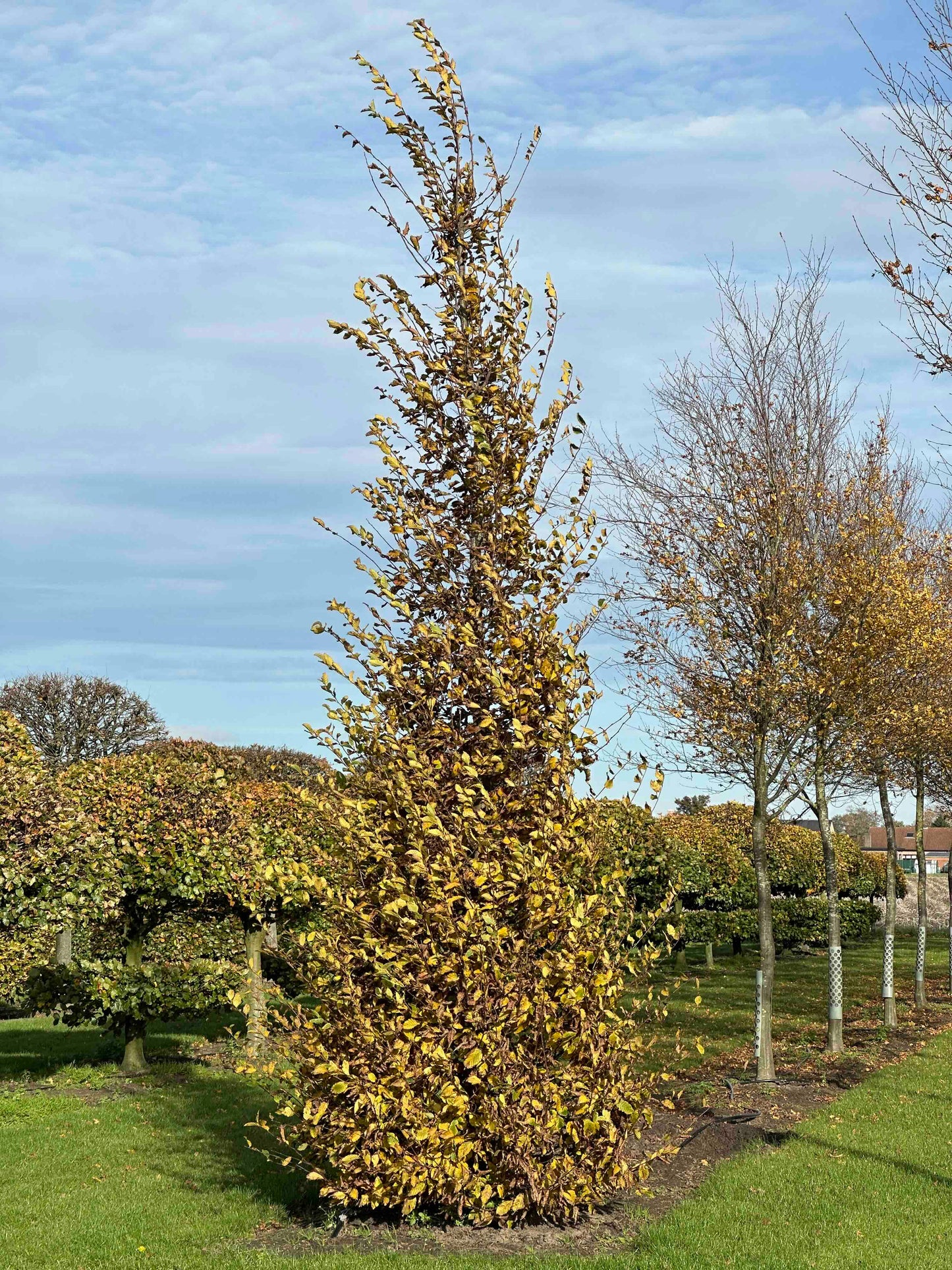 CB TOPIARY #141