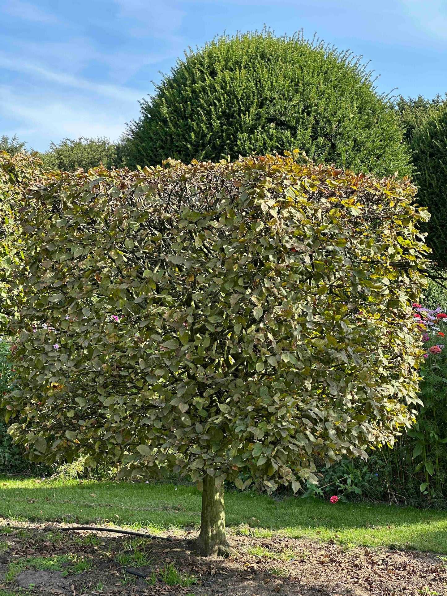 CB TOPIARY #109