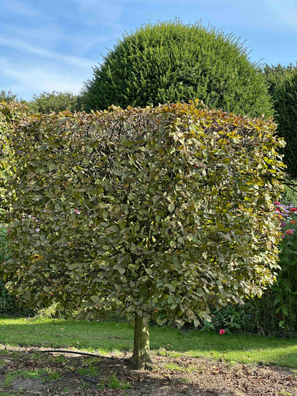 CB TOPIARY #109