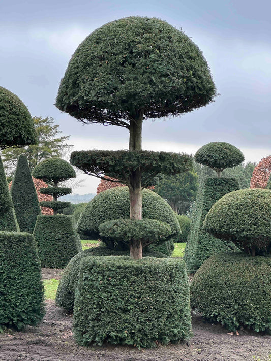 TB TOPIARY #195